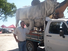 jorge torquato